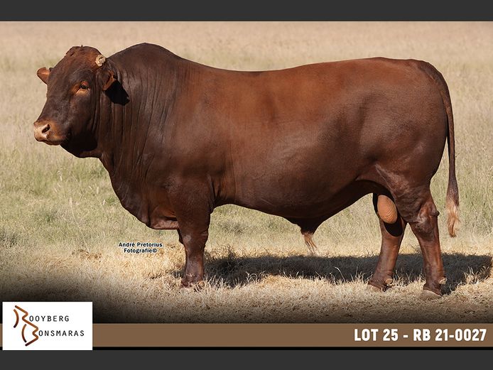 RB 210027 | ROOYBERG BOERDERY