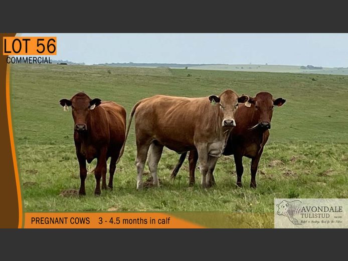 Commercial Animals | AVONDALE TULI