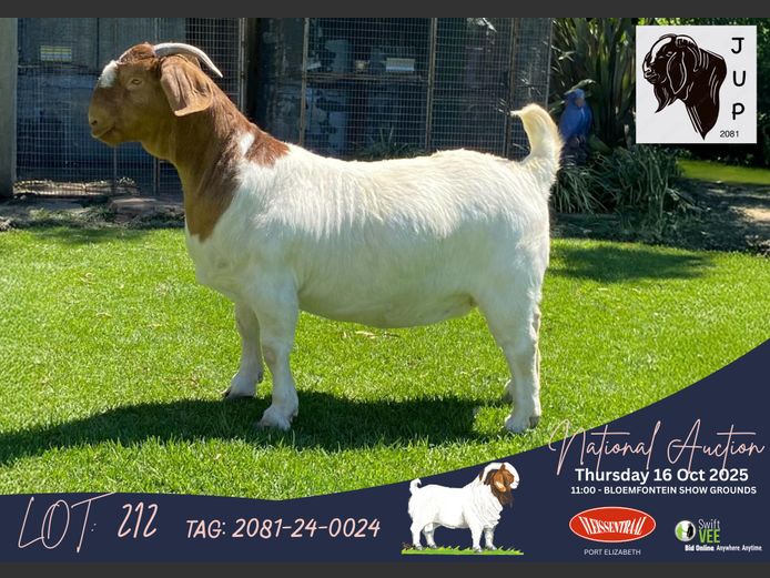 2081-24-0024 | Jaques Potgieter (JUP Boerbokstoet)