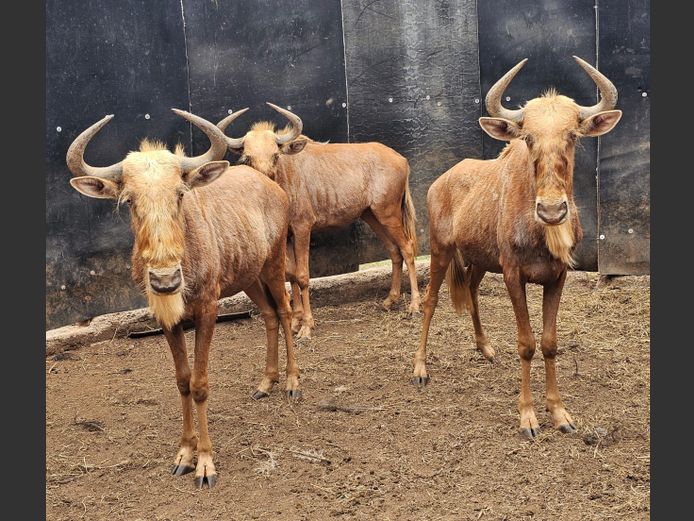 GOUE WILDEBEES | RDB SAFARIS
