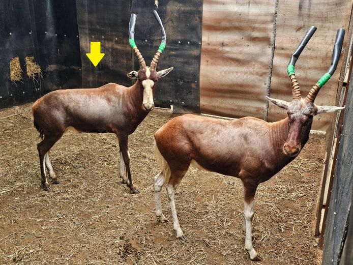 BLESBOK | LITTLE HUT