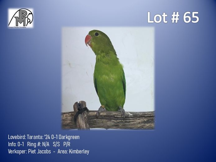 0-1 '24 Lovebird: Taranta: Darkgreen - Piet Jacobs