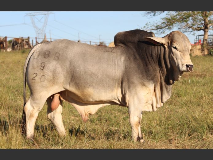 DBB 20 9 | DOUBLE BAR BRAHMANS