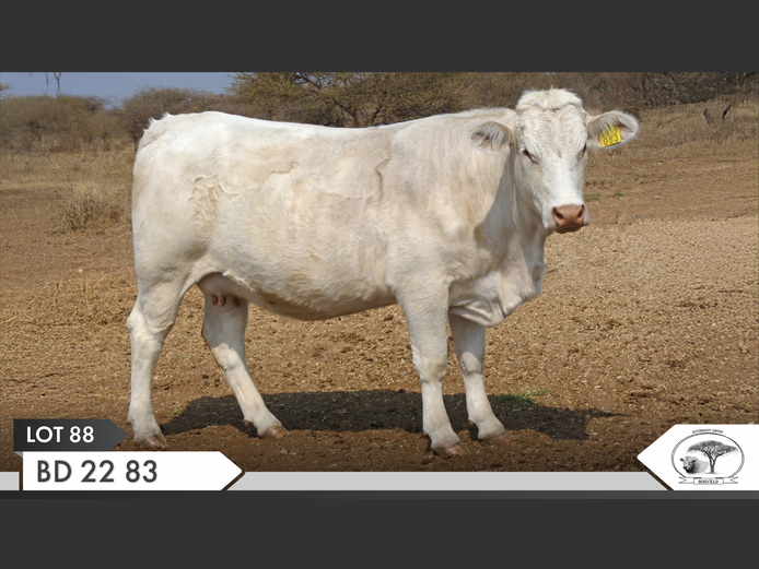 BD 220083 | KOPERKOP HUGENOOT STOET