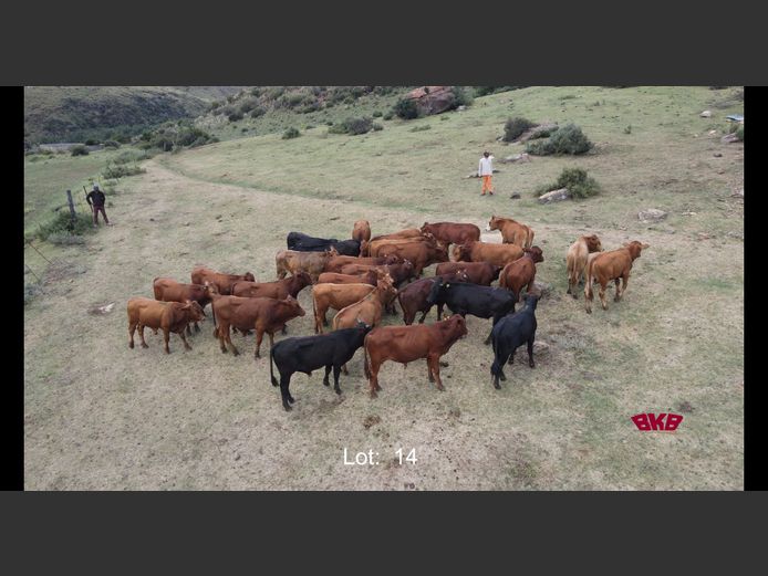 Bul Kalwers 200-240Kg