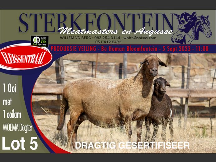 Ewes | Sterkfontein Meatmasters