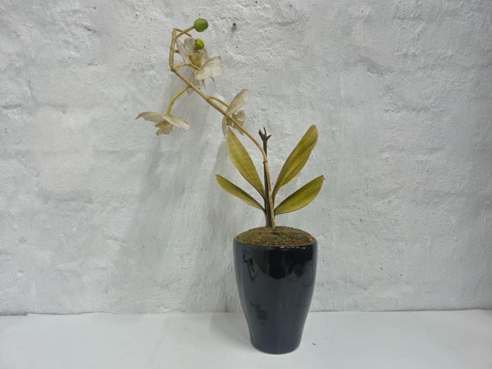 Artificial White Orchid Plant in Black Ceramic Pot