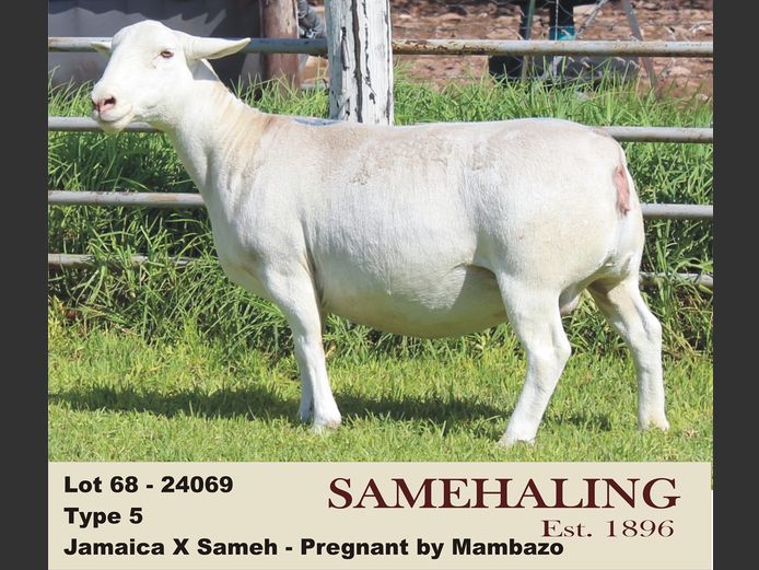 24069-331 | SAMEHALING  WIT DORPERS