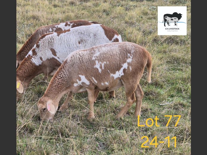 24-11 | CX LIVESTOCK