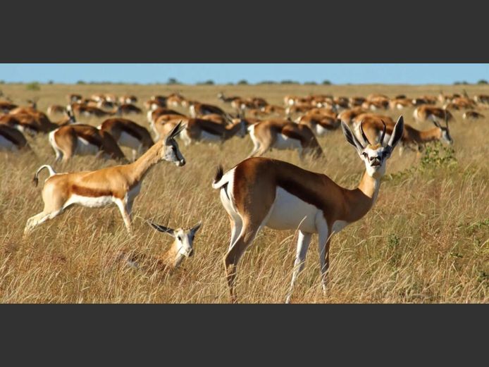 Biltong Hunt for 1  blesbuck and 1 springbuck. 2026 hunting season | Oudeland Game