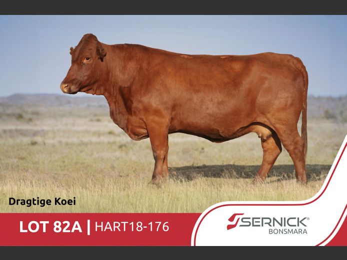 HART180176 | SERNICK BONSMARA STOET