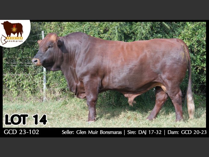 GCD 230102 | GLEN MUIR BONSMARAS