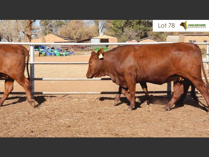 Kommersiële Vroulike Diere