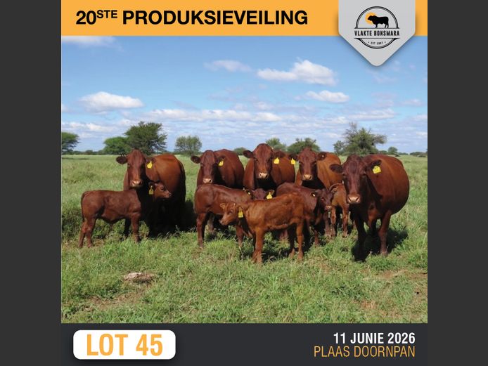 Commercial Animals | HARLOU FAMILIE TRUST