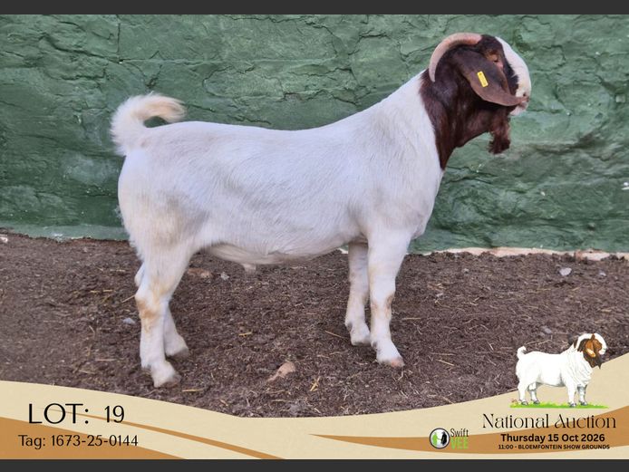 1673-25-0144 | Tekoa Stoet