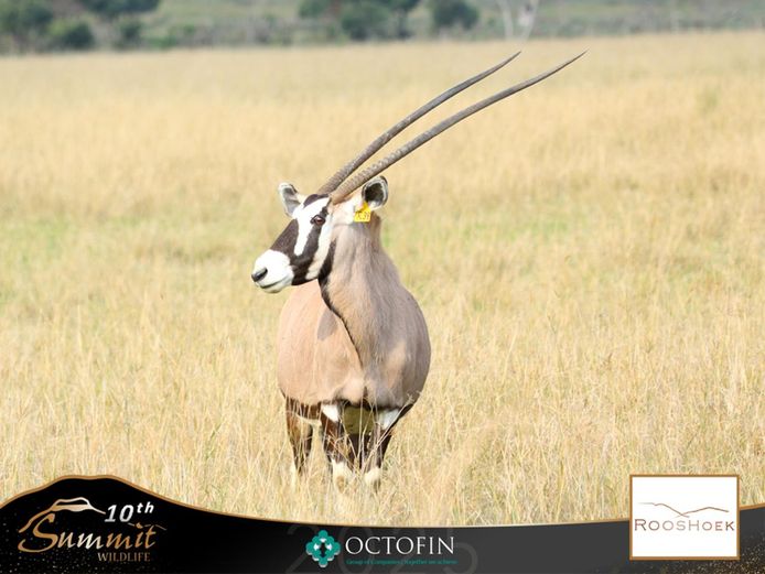 43 4/8" Oryx Cow ICT 44" Bull