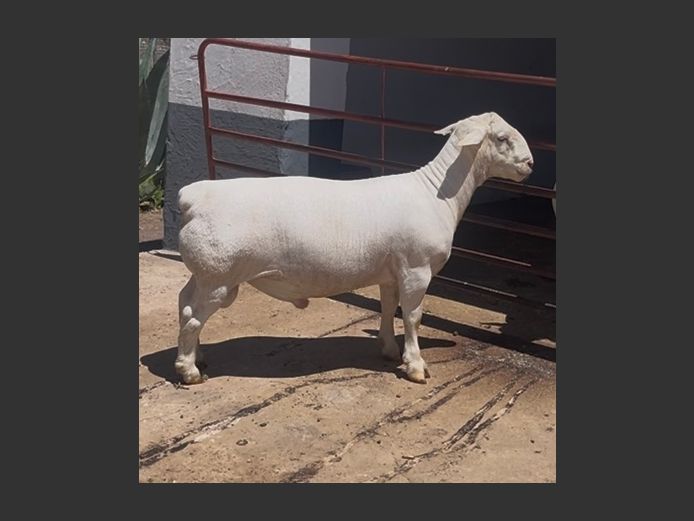 24013 | Thistle Witdorpers