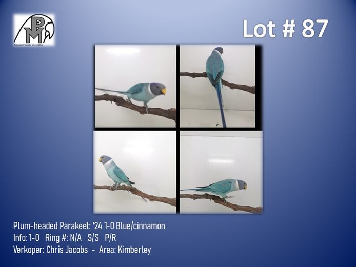 1-0 '24 Plum-headed Parakeet: Blue/cinnamon - Chris Jacobs