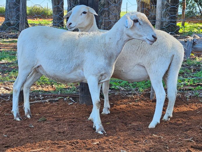 Ooie | D2 Meatmasters