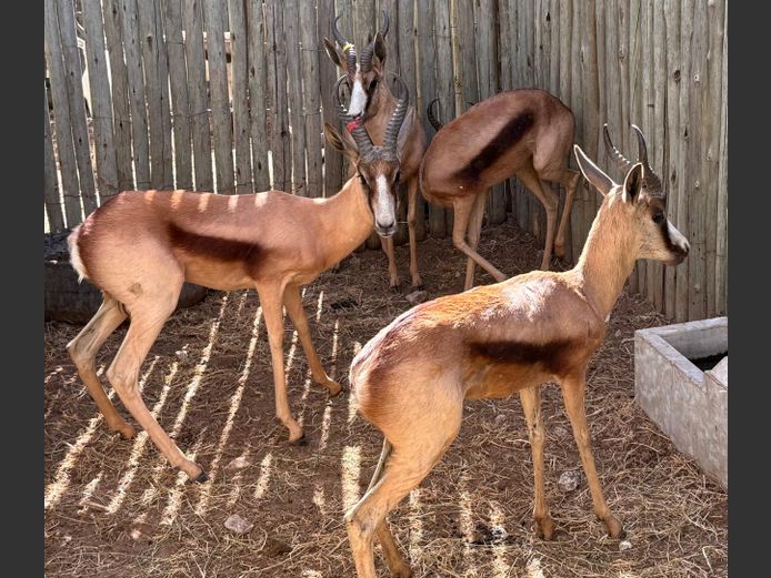 Koper Springbok Ramme
