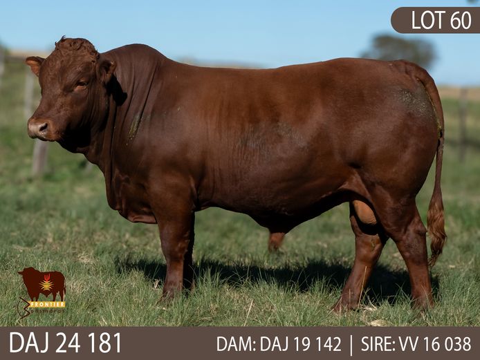 DAJ 240181 | J.D. STIRK
