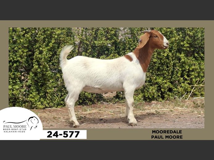 24-577  |  Paul Moore - Mooredale