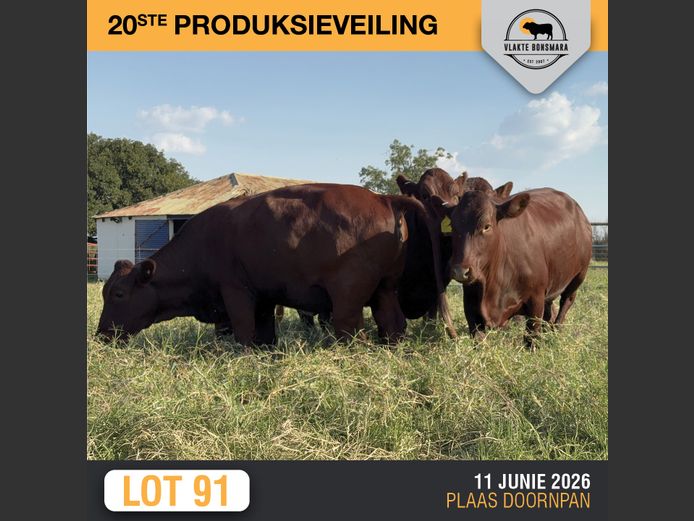 Commercial Animals | ELANDSKERK BEES BOERDERY