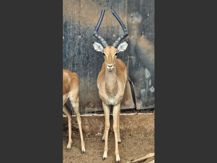 IMPALA | DIAMOND MINE