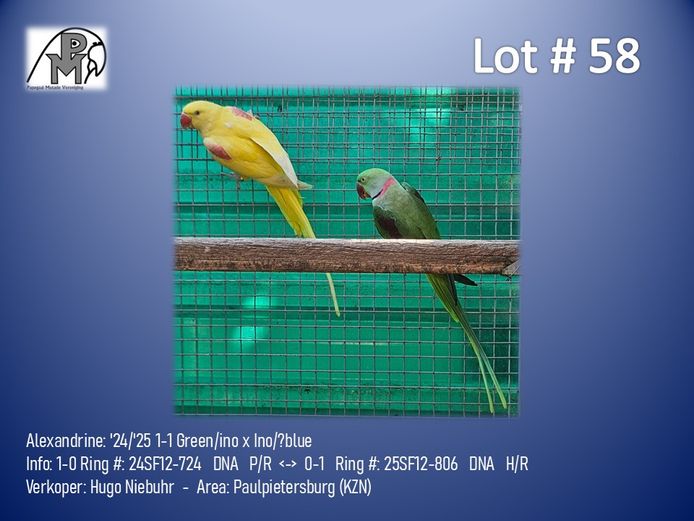 1-1 '24/'25 Alexandrine: Green/ino x Ino/?blue - Hugo Niebuhr