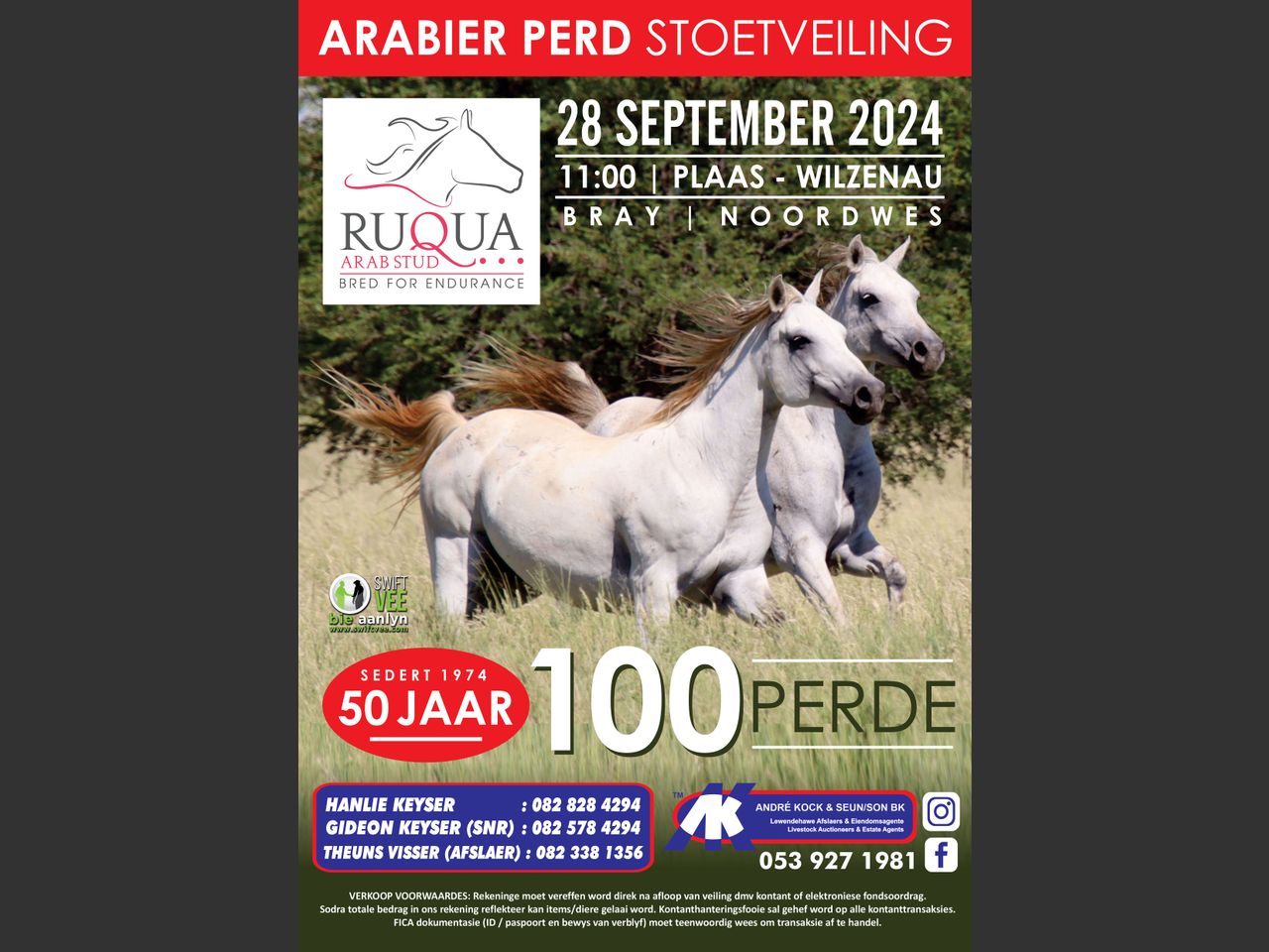 Lot 1A | RUQUA ARABIER PERD STOETVEILING | SwiftVEE | South Africa’s ...