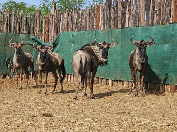 BLUE WILDEBEEST | LIMPOPO STUDGAME