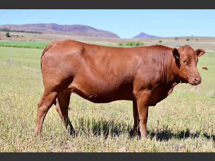 HBH220032 | CLARK CATTLE COMPANY PTY LTD