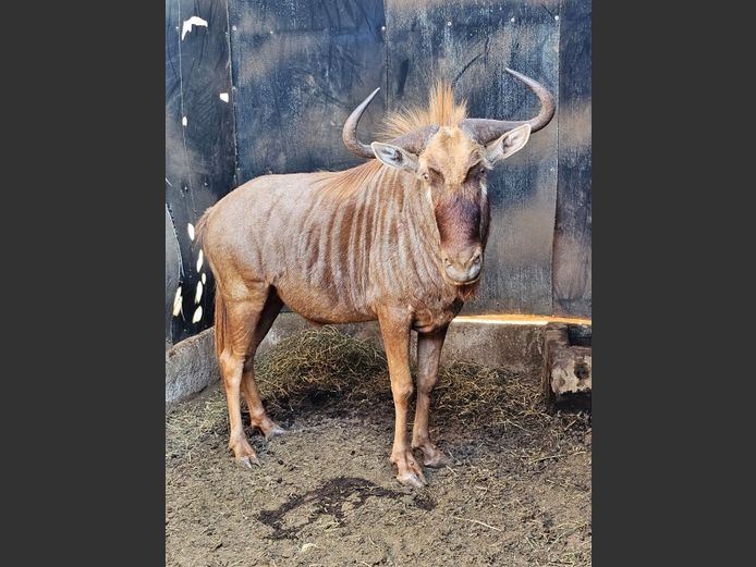 GOLDEN GNU 28 ½” | DIPHOFO