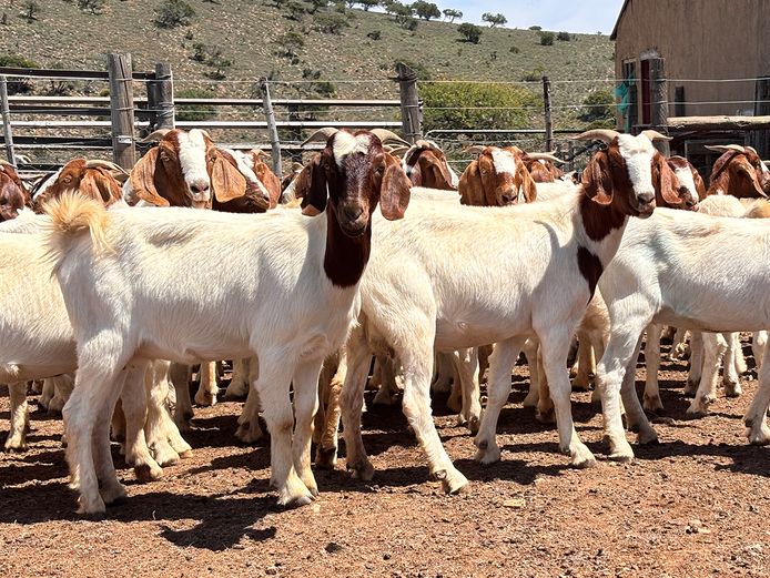 Boergoat Ewes
