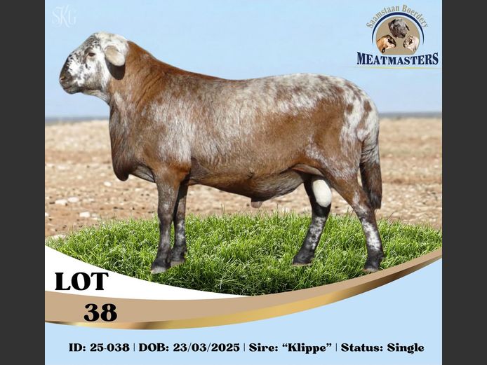 25-038DPIV | SAAMSTAAN BOERDERY MEATMASTERS