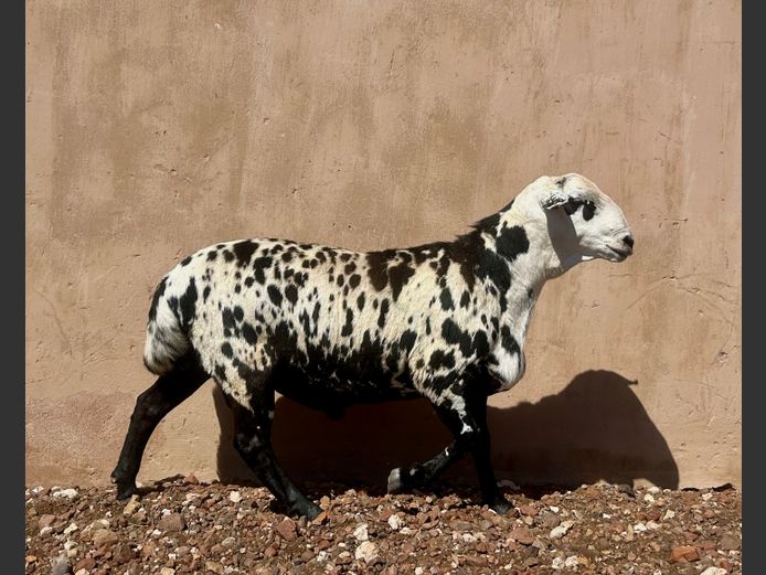 24 35 9 | UITZICHT BOERDERY