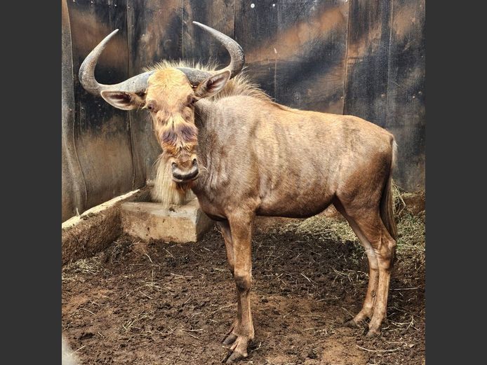 GOLDEN GNU | CHAZAKAMATS