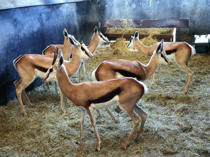 GEWONE SPRINGBOK | AWIE BADENHORST