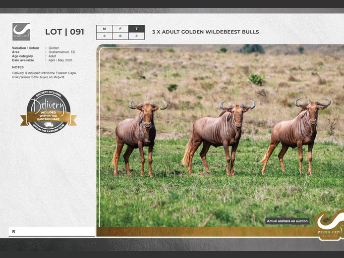 Wildebeest - Golden | Woody Cape Wildlife (Pty) Ltd