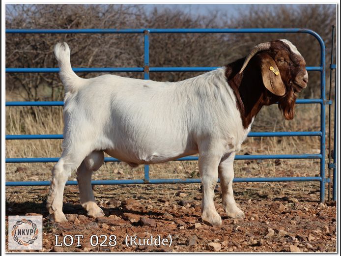 1093 24 0041 | DK BOERDERY