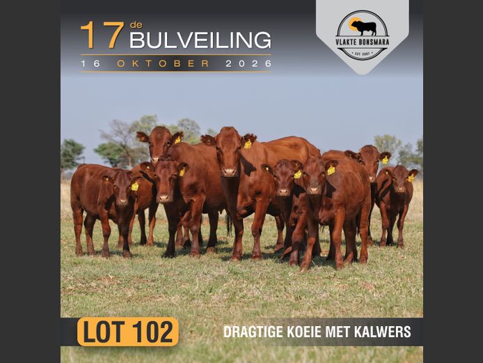 Commercial Animals | Morgan Trading
