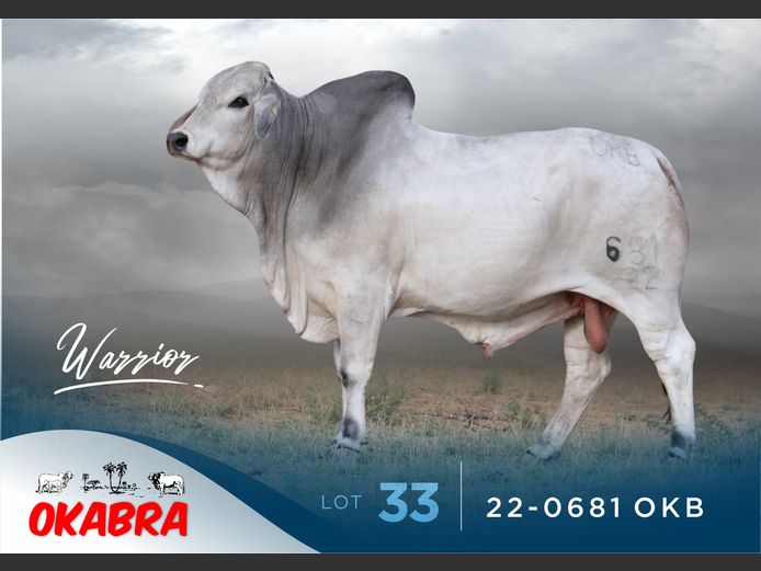 22-0681 OKB | OKABRA BRAHMANS
