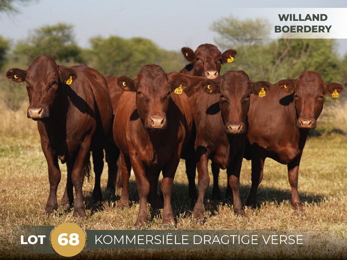 Commercial Animals | WILLAND BOERDERY