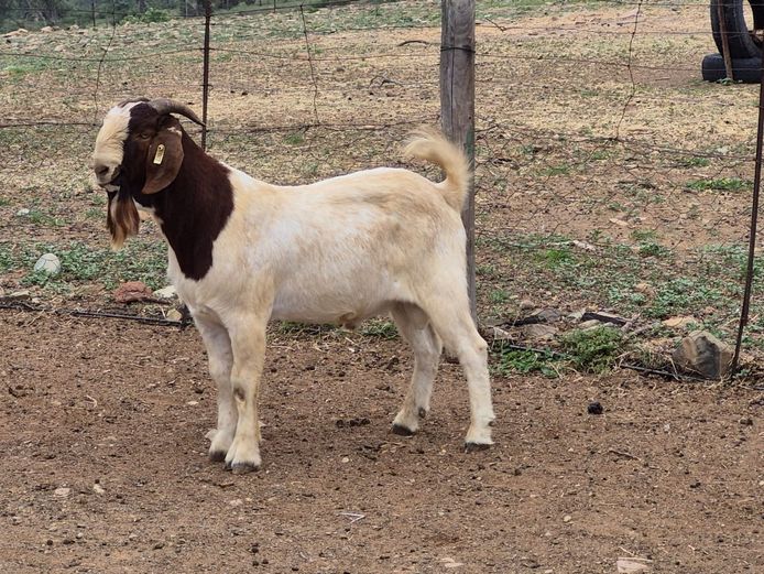 24007 | Biggs Boer Goats