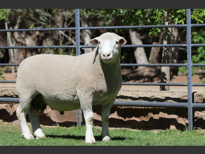 DZ 240091 | 2 STEYNS BOERDERY