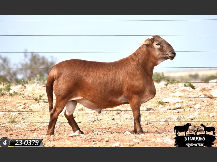 HWH23-0379 | Stokkies Meatmasters