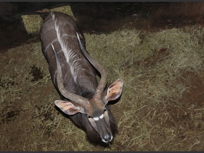 NYALA