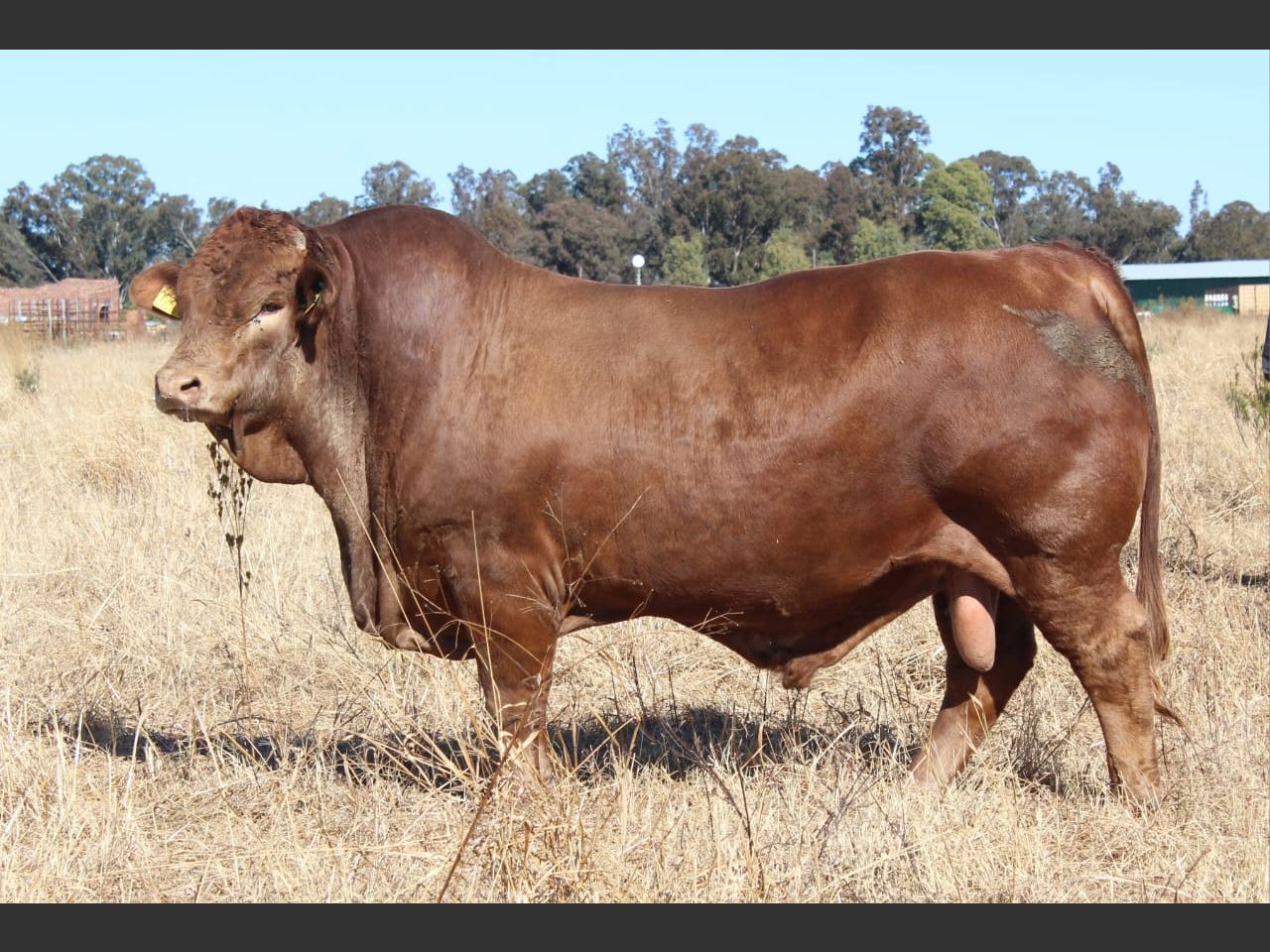 Lot 32 | 26STE NASIONALE BEEFMASTER VEILING | SwiftVEE | South Africa’s ...