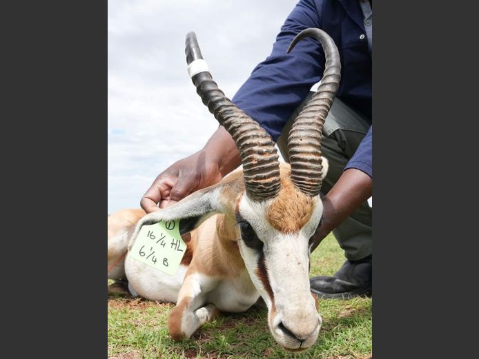 Kalahari Springbok Ram