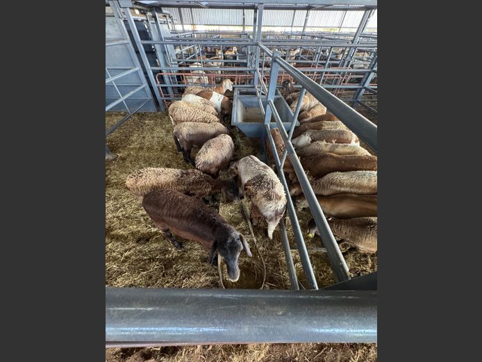 MEATMASTER | LOUMA BOERDERY